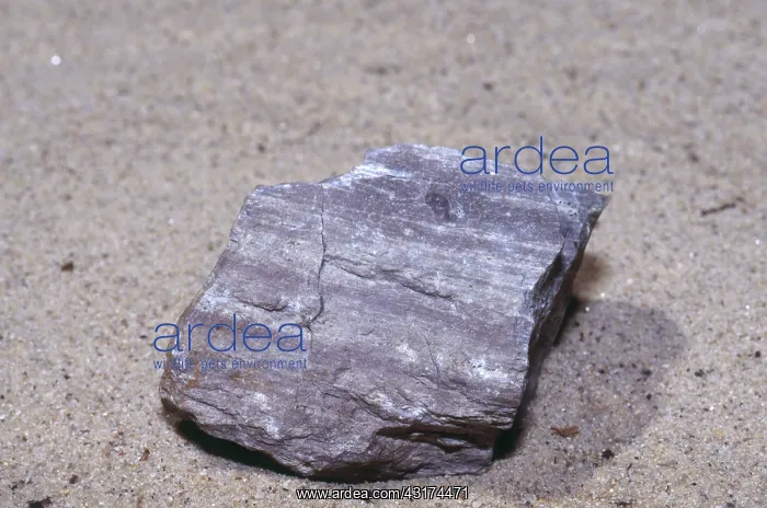 : Rhyolite, a light-colored igneous rock, from the Boston, Massachusetts area : Rhyolite, a light-colored igneous rock, from the Boston, Massachusetts area