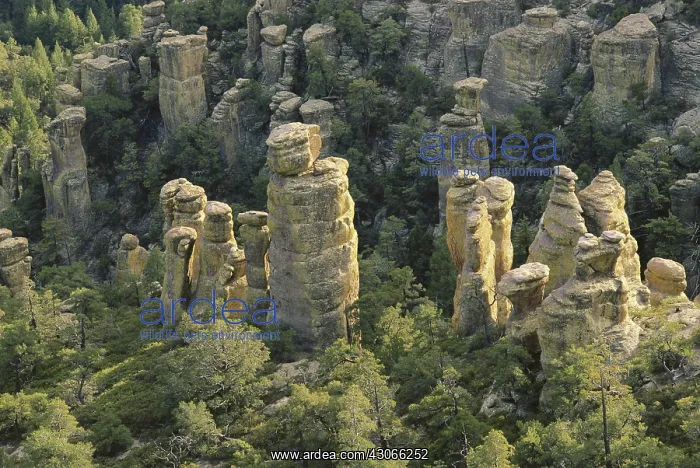 : Rhyolite Columns, Chiricahua, Arizona : Rhyolite Columns, Chiricahua, Arizona