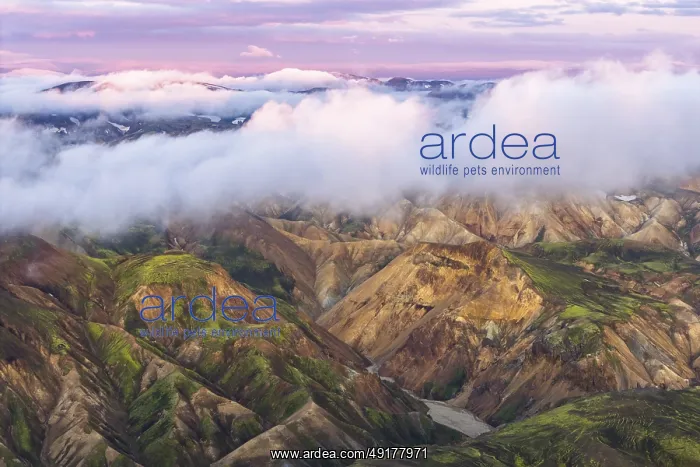 : Rhyolite mountains in Landmannalaugar : Rhyolite mountains in Landmannalaugar