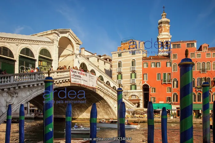 : Rialto Bridge along the Grand Canal, Venice : Rialto Bridge along the Grand Canal, Venice