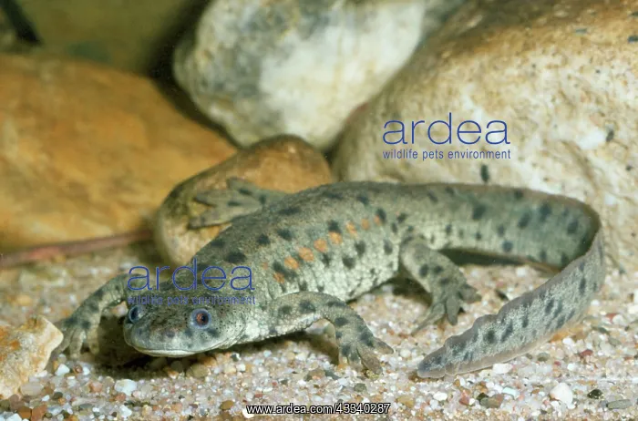 : RIBBED NEWT