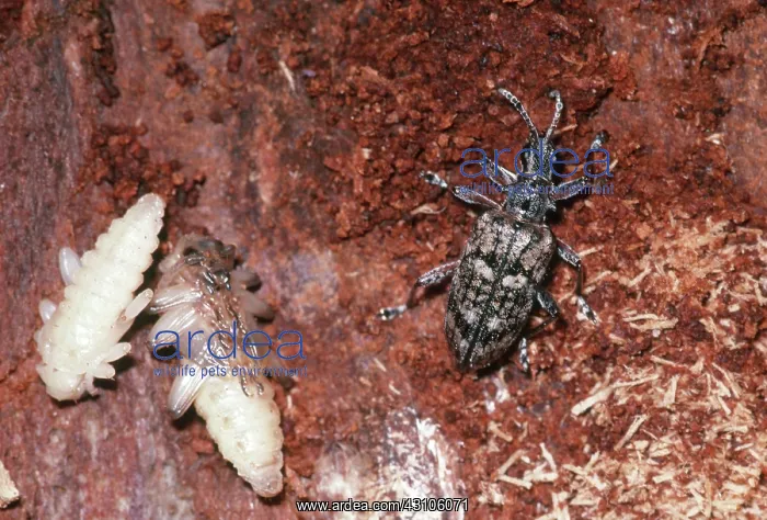 : Ribbed Pine Borer Adult and Pupae : Ribbed Pine Borer Adult and Pupae