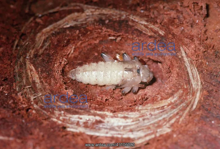 : Ribbed Pine Borer Pupa : Ribbed Pine Borer Pupa