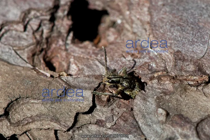  : Ribbed Pine Borer (Rhagium inquisitor). Newly hatched