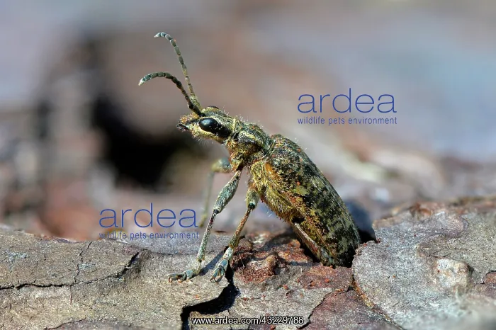 : Ribbed Pine Borer (Rhagium inquisitor). Newly hatched : Ribbed Pine Borer (Rhagium inquisitor). Newly hatched