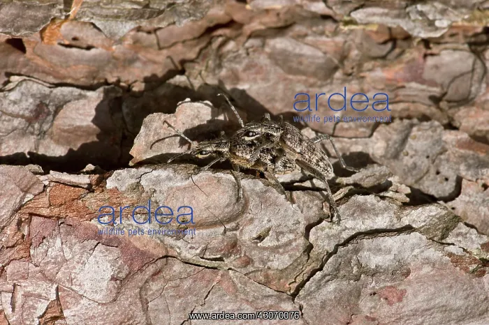 : Ribbed Pine Borer (Rhagium inquisitor) mating. Denmark : Ribbed Pine Borer (Rhagium inquisitor) mating. Denmark