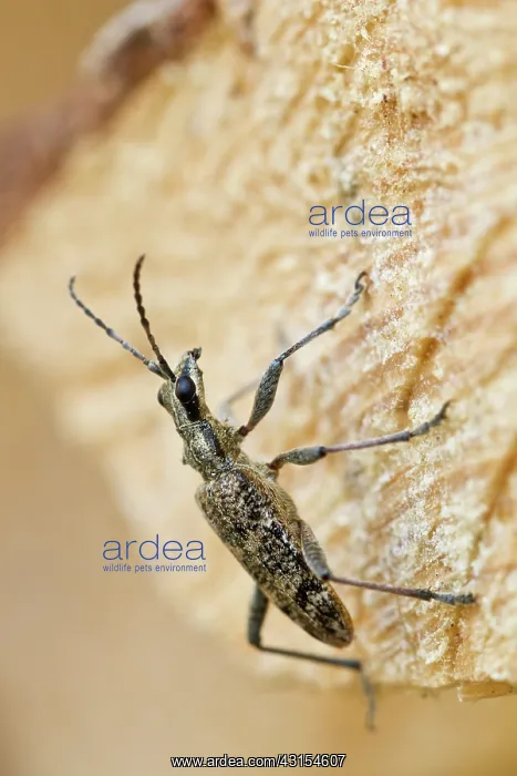 : Ribbed Pine Borer (Rhagium inquisitor) resting on dead wood : Ribbed Pine Borer (Rhagium inquisitor) resting on dead wood