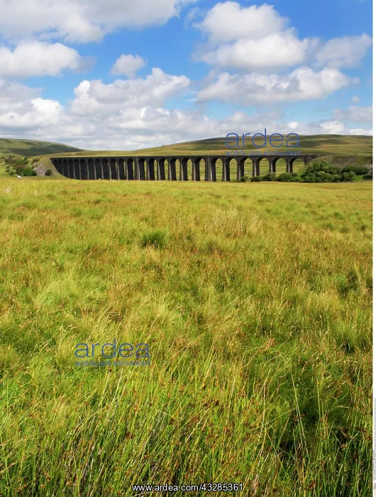 : The Ribblehead Viaduct from Gauber Little Pasture : The Ribblehead Viaduct from Gauber Little Pasture