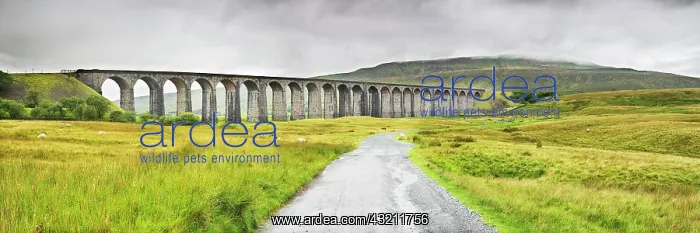 : Ribblehead Viaduct near Ingleton in the Yorkshire : Ribblehead Viaduct near Ingleton in the Yorkshire
