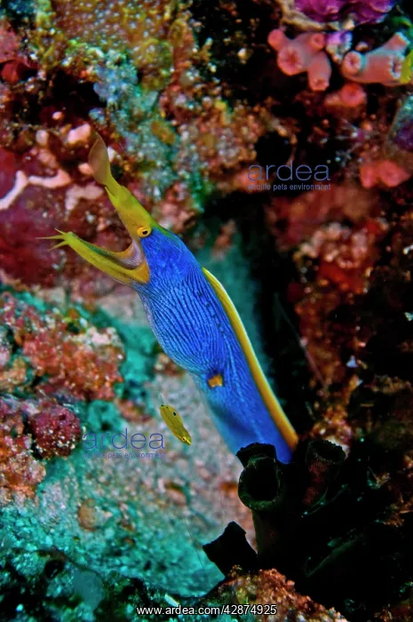 : Ribbon Eel - male : Ribbon Eel - male