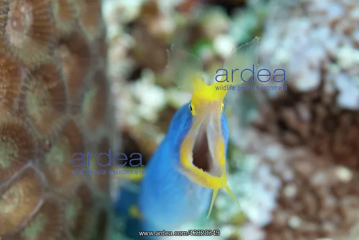 : Ribbon Eel - male : Ribbon Eel - male