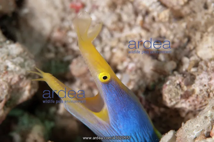 : Ribbon Eel - male : Ribbon Eel - male