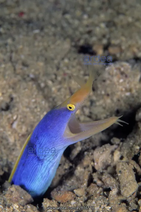 : Ribbon eel, Rhinomuraena quaesita, Walindi, West New Britain : Ribbon eel, Rhinomuraena quaesita, Walindi, West New Britain