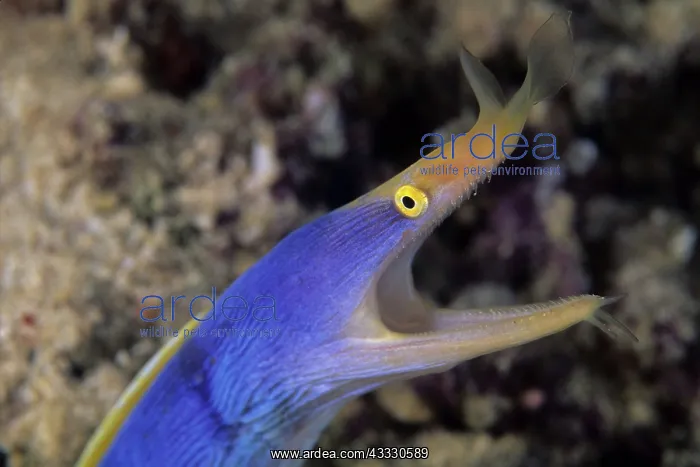 : Ribbon eel, Rhinomuraena quaesita, Walindi, West New Britain : Ribbon eel, Rhinomuraena quaesita, Walindi, West New Britain