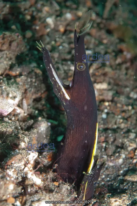  : Ribbon Eels Pair of juveniles in hole