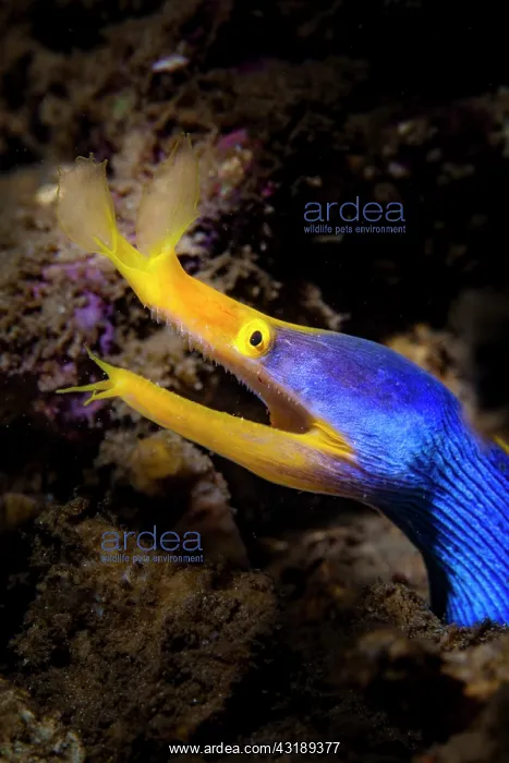 : Ribbon moray (Rhinomuraena quaesita) in reef, Indonesia : Ribbon moray (Rhinomuraena quaesita) in reef, Indonesia