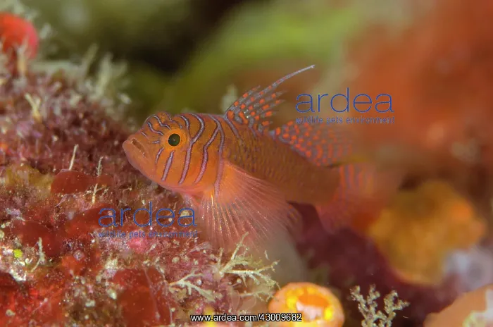 : Ribbon Reefgoby Baleh Ridge dive site, Gili Mota : Ribbon Reefgoby Baleh Ridge dive site, Gili Mota