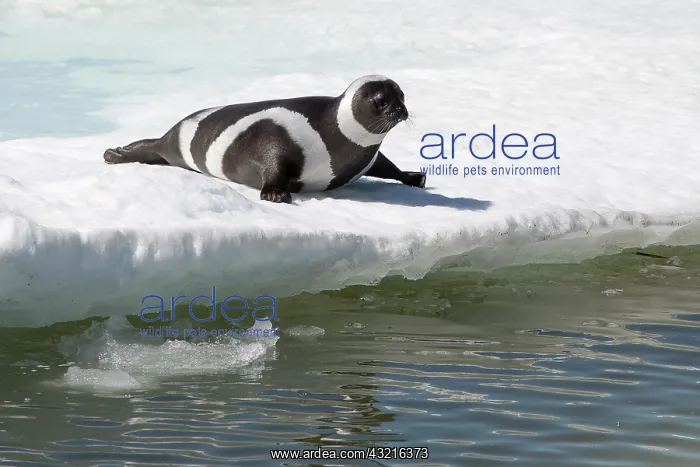 : Ribbon Seal on the ice, Sea of Ohkotsk, Russia : Ribbon Seal on the ice, Sea of Ohkotsk, Russia