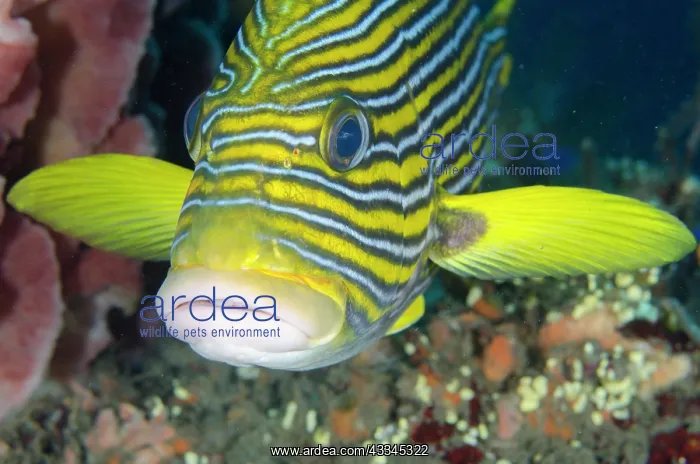  : Ribbon Sweetlips - next to Barrel Sponge (Xestospongia
