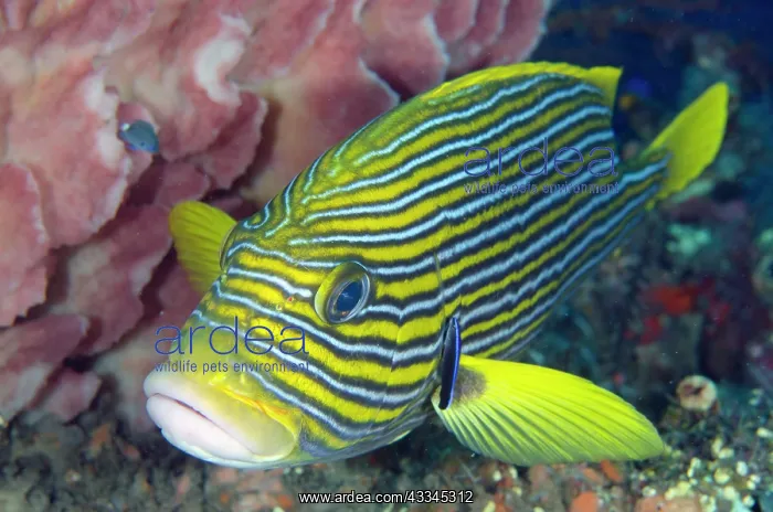 : Ribbon Sweetlips - being cleaned by Bluestreak Cleaner : Ribbon Sweetlips - being cleaned by Bluestreak Cleaner