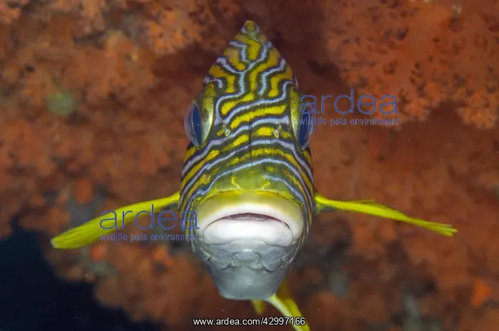 : Ribbon Sweetlips - in front of orange coral - Blue : Ribbon Sweetlips - in front of orange coral - Blue