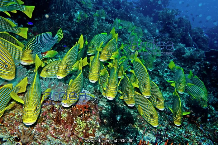 : Ribbon Sweetlips - resting together waiting for : Ribbon Sweetlips - resting together waiting for