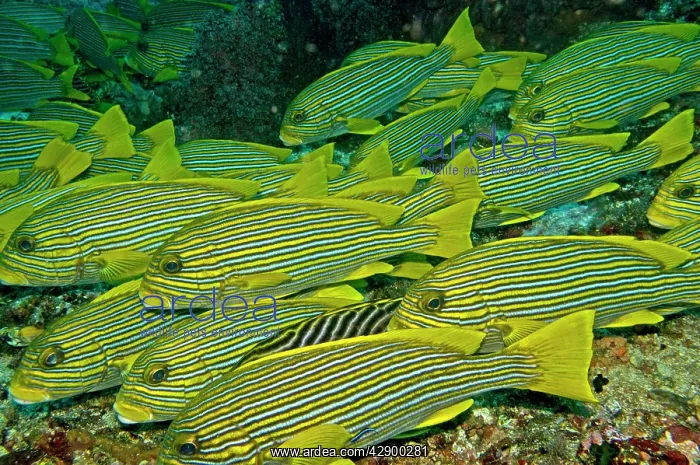 : Ribbon Sweetlips - often seen in large groups : Ribbon Sweetlips - often seen in large groups