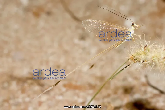 : Ribbon Tail / Wing / Lacewing : Ribbon Tail / Wing / Lacewing