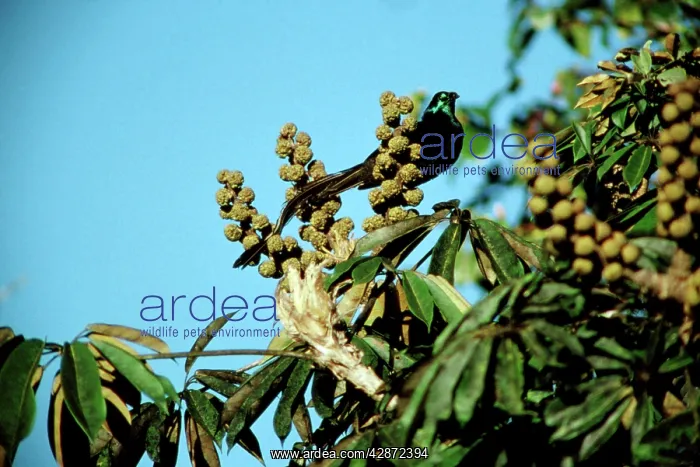 : Ribbon-tailed Astrapia : Ribbon-tailed Astrapia