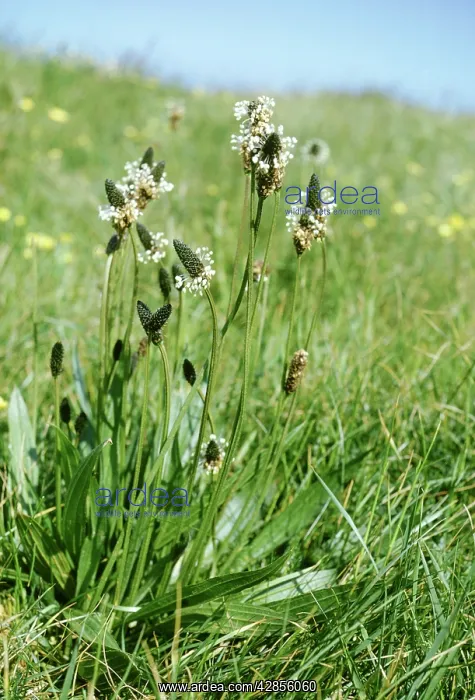  : RIBWORT PLANTAIN