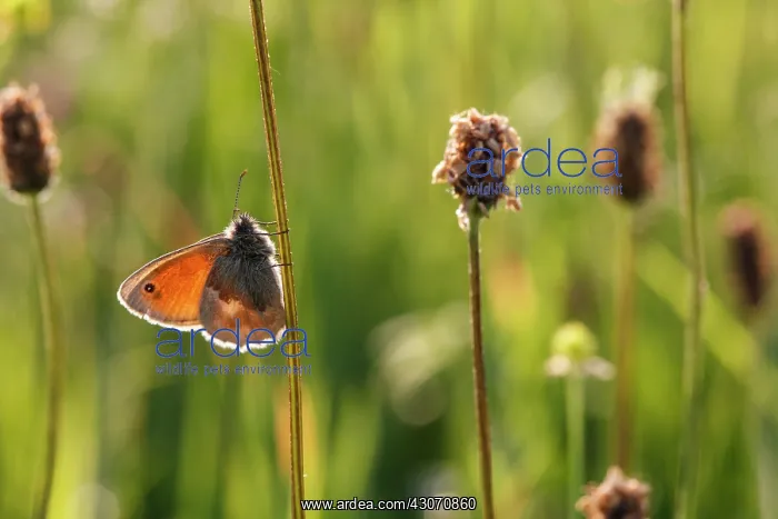 : Ribwort Plantain : Ribwort Plantain