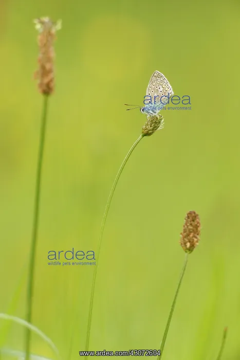 : Ribwort Plantain : Ribwort Plantain