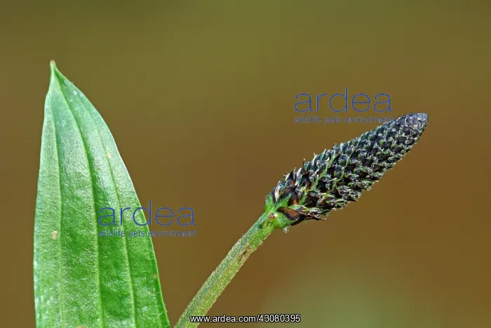 : Ribwort Plantain : Ribwort Plantain