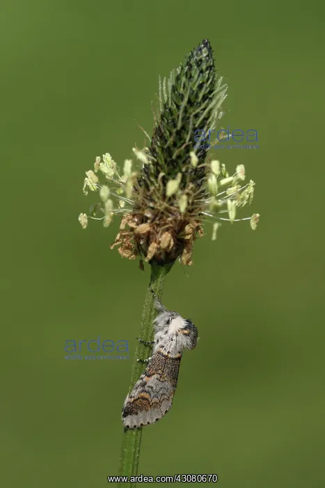 : Ribwort Plantain : Ribwort Plantain