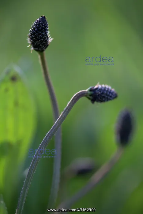 : Ribwort Plantain : Ribwort Plantain