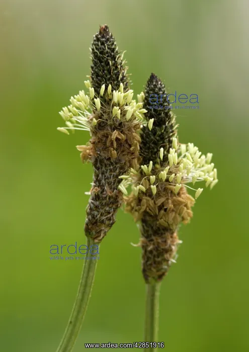: Ribwort plantain, in flower : Ribwort plantain, in flower