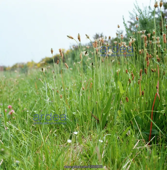 : Ribwort Plantain - in habitat. Also known as: soldiers : Ribwort Plantain - in habitat. Also known as: soldiers