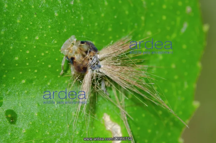 : Ricaniid Planthopper nymph - with waxy extrusions : Ricaniid Planthopper nymph - with waxy extrusions