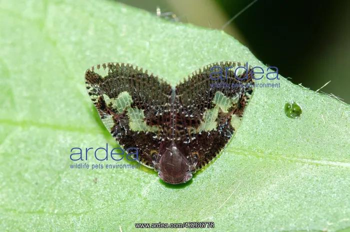  : Ricaniid Planthopper - with semi transparant wings