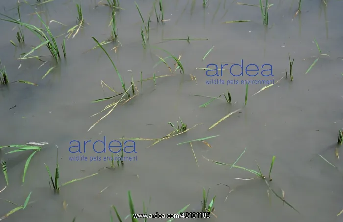 : Rice armyworm damage : Rice armyworm damage