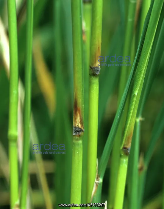 : Rice blast (Pyricularia grisea) : Rice blast (Pyricularia grisea)