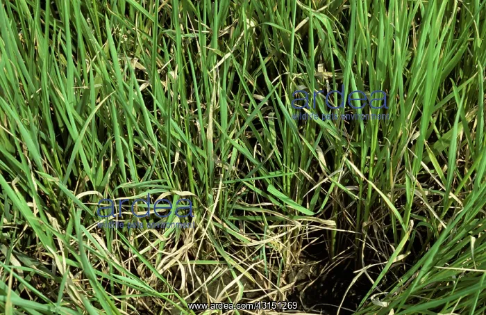  : Rice blast (Pyricularia ryzae) diseased crop, Thailand