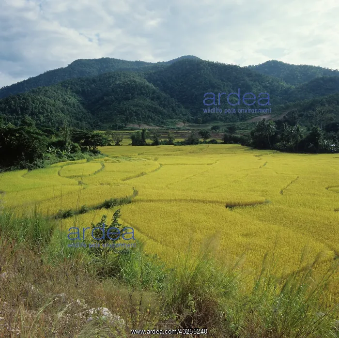 : Rice crops, Thailand : Rice crops, Thailand
