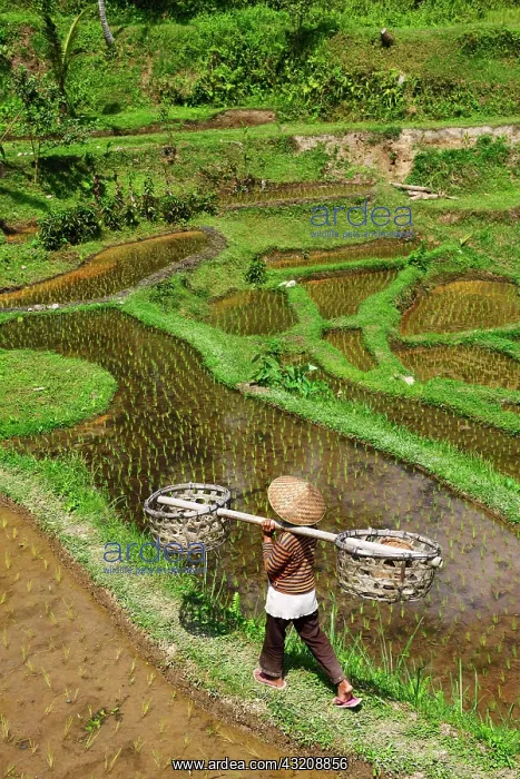 : Rice farmer in the rice paddies of Tegallalang : Rice farmer in the rice paddies of Tegallalang
