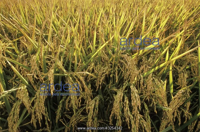 : Rice Field : Rice Field