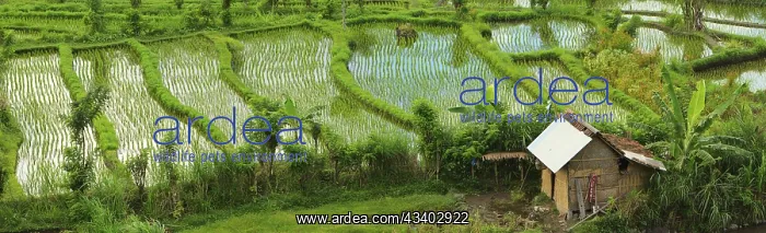 : A rice field in Bali, Indonesia, Farmhouse, Bali : A rice field in Bali, Indonesia, Farmhouse, Bali