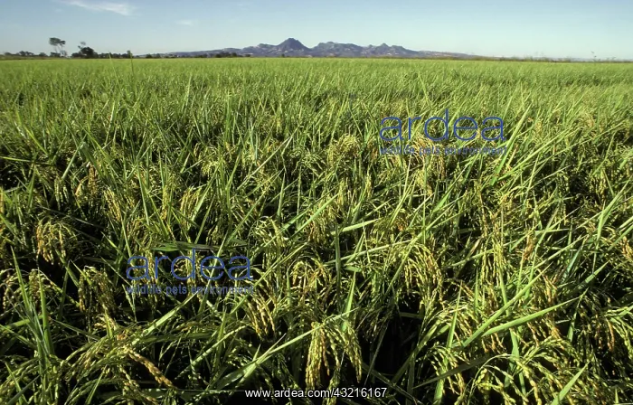 : Rice field, Sacramento Valley, California : Rice field, Sacramento Valley, California