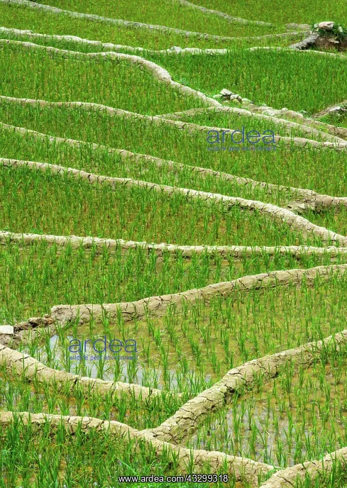  : Rice field terraces (rice paddy) close up. Near