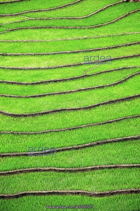 : Rice field terraces (rice paddy fields). Ta Van : Rice field terraces (rice paddy fields). Ta Van