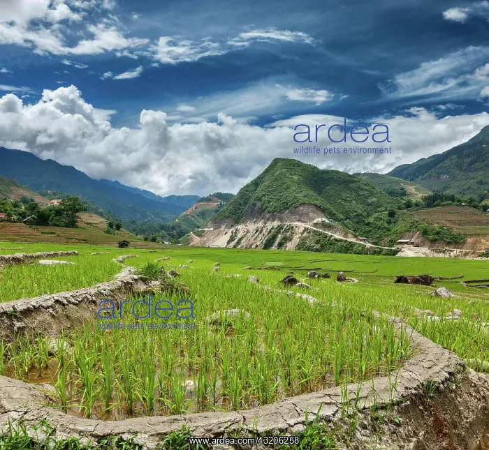 : Rice field terraces (rice paddy). Near Cat Cat : Rice field terraces (rice paddy). Near Cat Cat